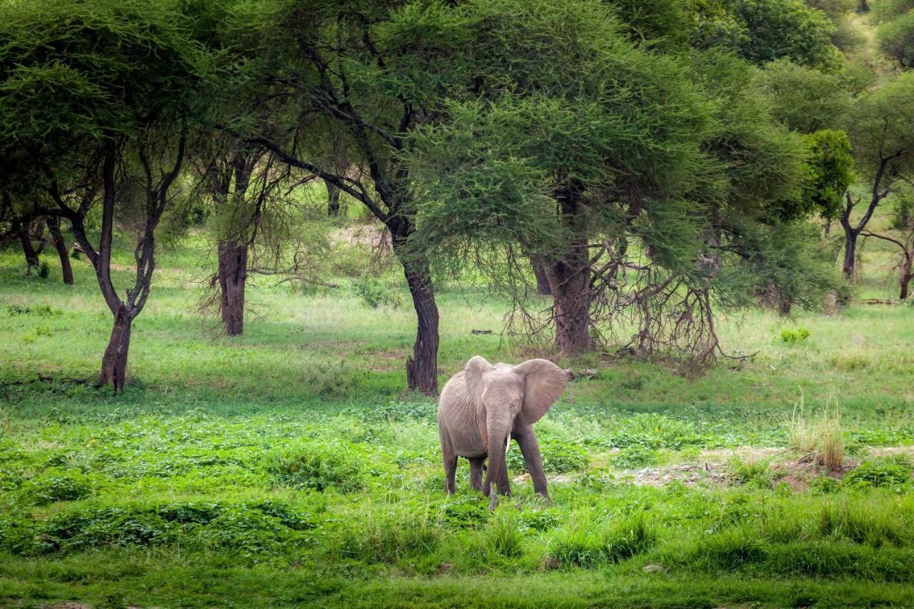 Baobab Tented Camp Kwa Kuchinia Exterior foto